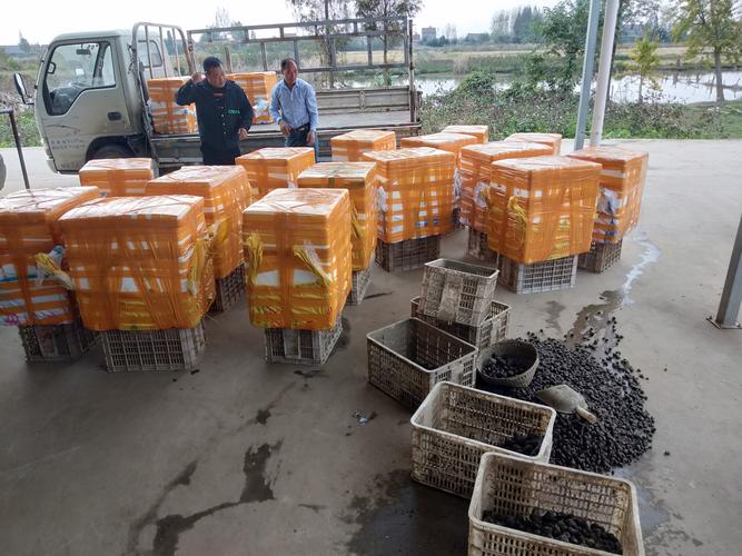 季季鲜虾水产